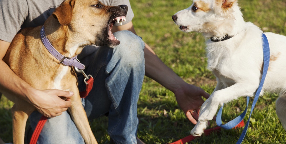 A dog barking and behaving aggressively towards another dog.