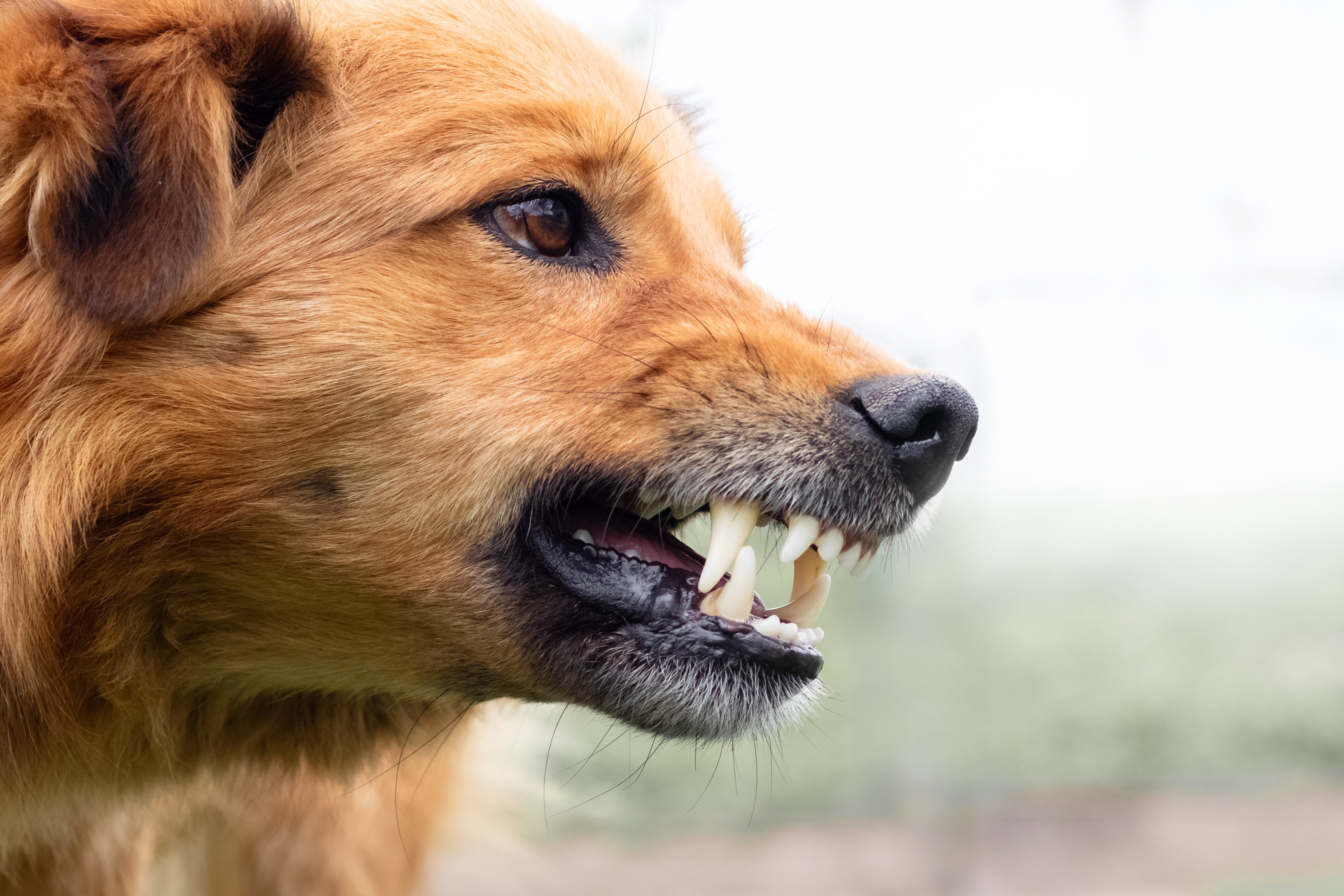 An aggressive dog bears his teeth. 