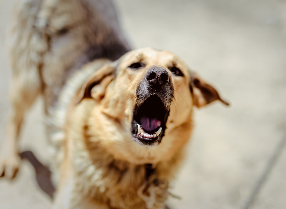 I'm a Dog Trainer and This is How to Tell if a Dog is About to Attack