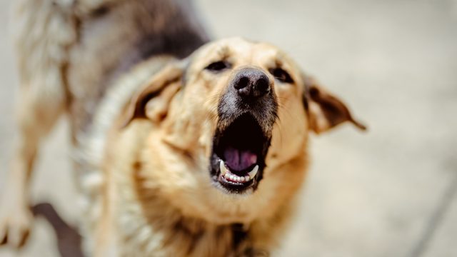 I'm a Dog Trainer and This is How to Tell if a Dog is About to Attack