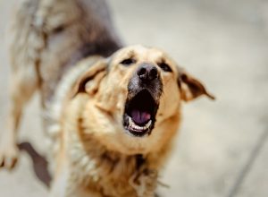 I'm a Dog Trainer and This is How to Tell if a Dog is About to Attack