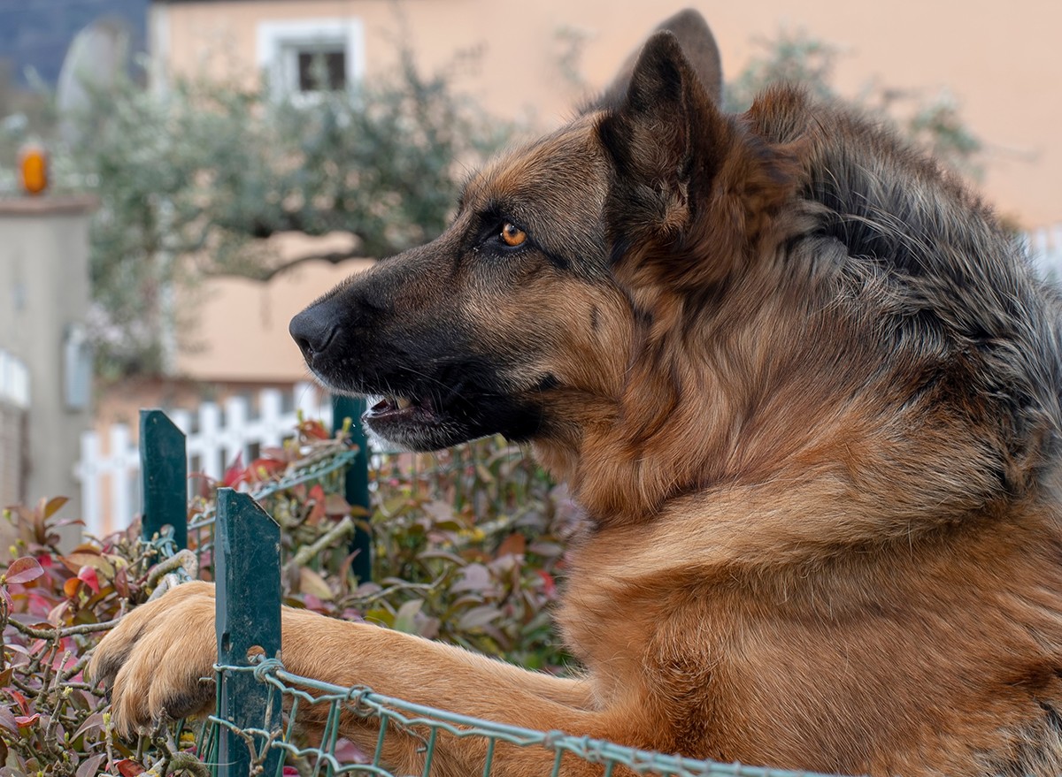 Dog with fur on his neck standing up.