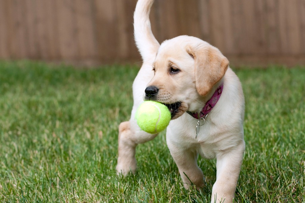 A puppy plays with a ball in the grass.