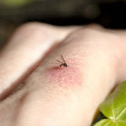 21 Americans Infected With Mosquito-Borne "Sloth Fever"—5 Symptoms to Know