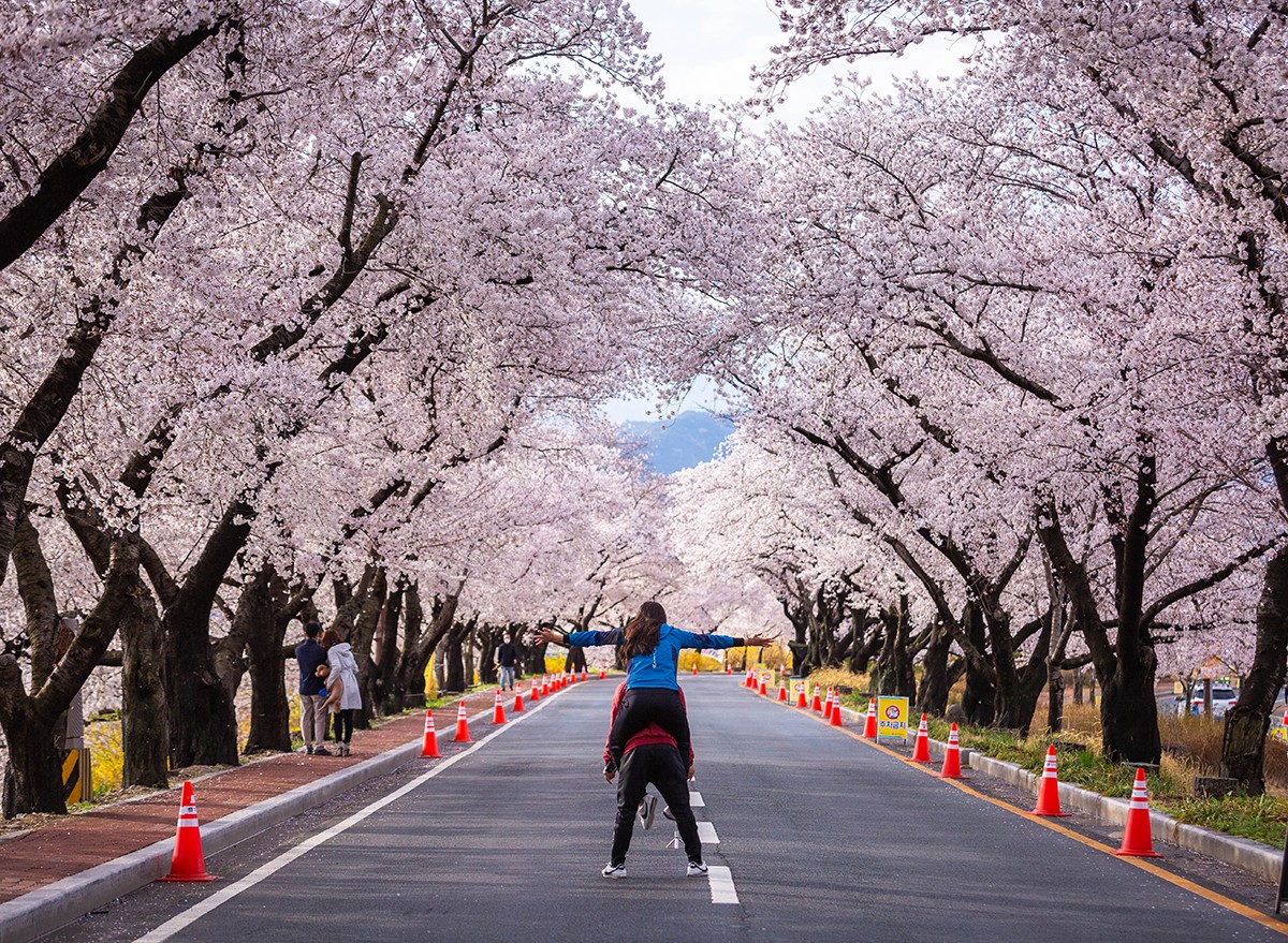 Beautiful cherry blossom tunnel in Gyeongju, Korea