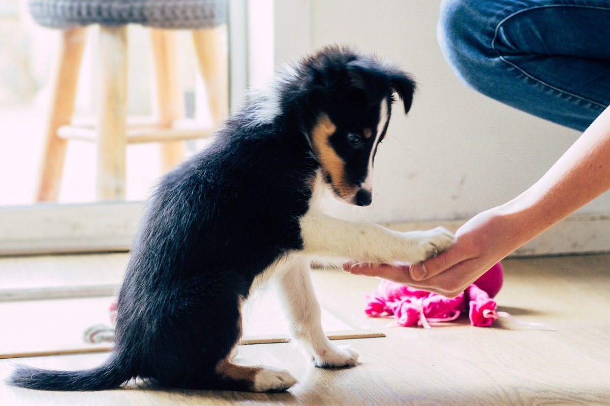 I’m a Dog Trainer and These Are My Top 3 "Underrated" Puppy Training Tips