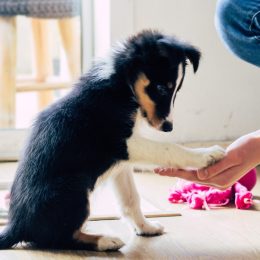 I’m a Dog Trainer and These Are My Top 3 "Underrated" Puppy Training Tips