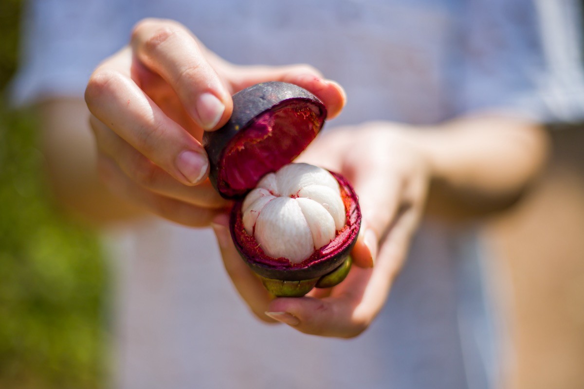 holding mangosteen fruit