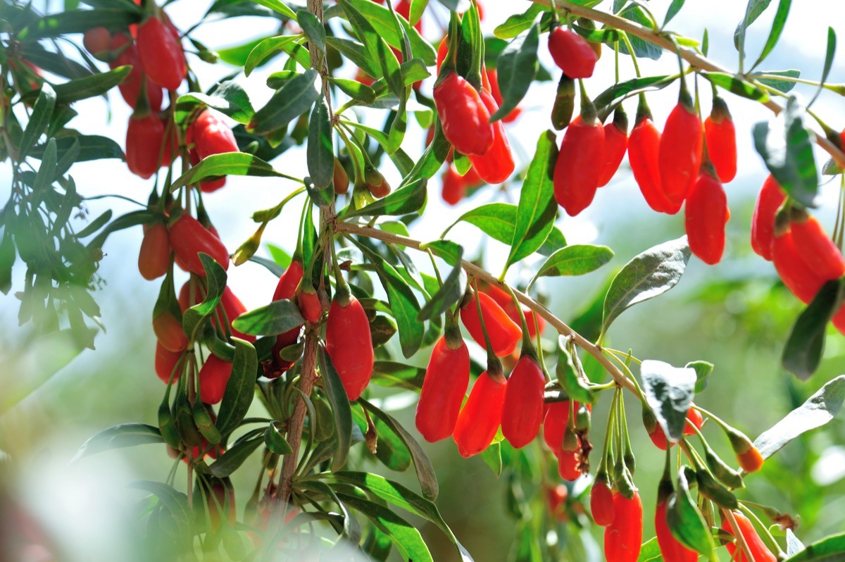 goji berries growing on a bush