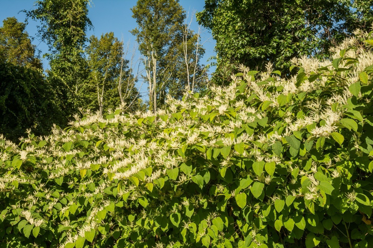 Invasive Shrub Can Wreak Havoc on Your Home—Dig It Up Now, Experts Say