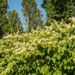 Invasive Shrub Can Wreak Havoc on Your Home—Dig It Up Now, Experts Say