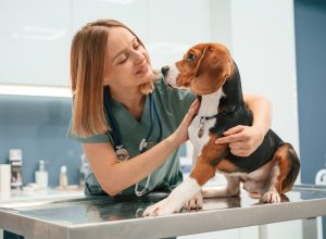 Are Purebred Dogs Really More Prone to Health Problems? Here’s What Science Says