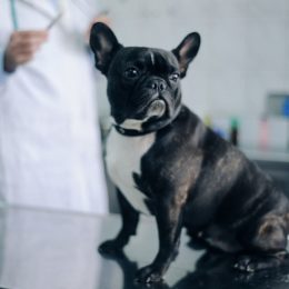 I'm a Veterinarian and I'd Never Own These 5 Dog Breeds—With 1 Exception