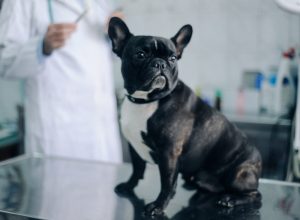 I'm a Veterinarian and I'd Never Own These 5 Dog Breeds—With 1 Exception