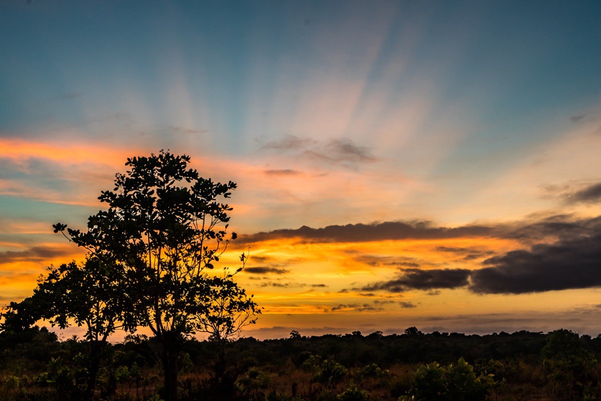 sunrise at rupununi savannah in guyana