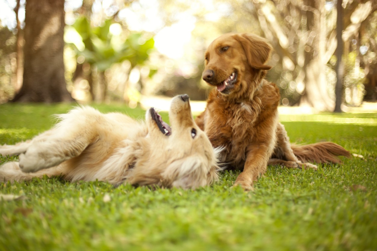 Two dogs playing on the grass