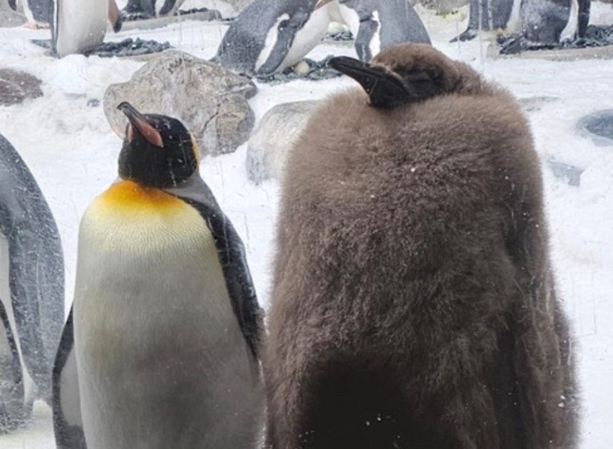 Pesto the baby penguin