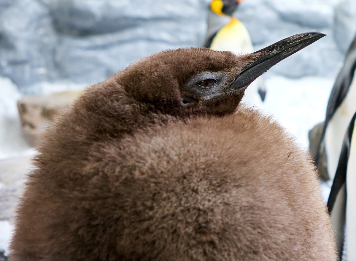 Pesto the baby penguin