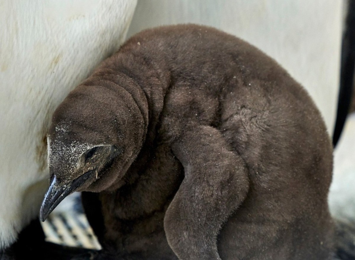 Pesto the baby penguin