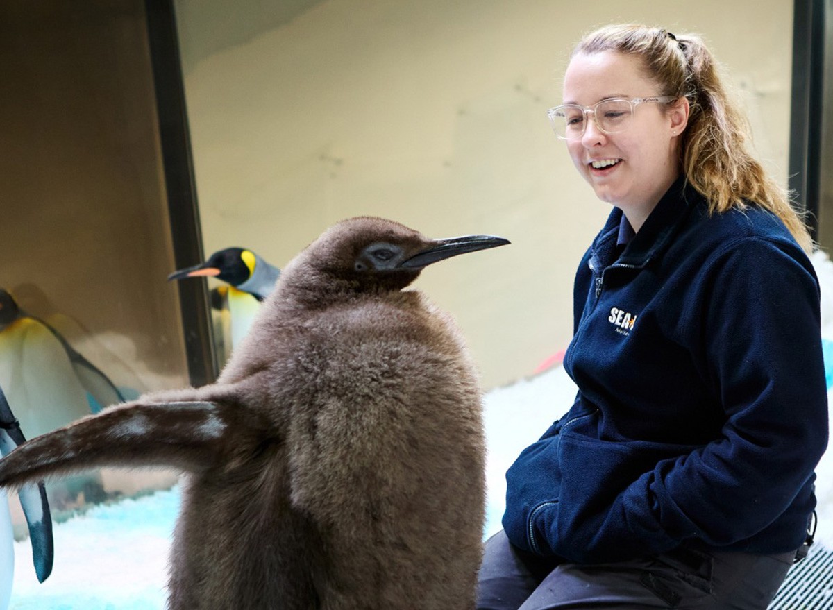 Meet Pesto, the Biggest Baby Penguin This Aquarium Has Ever Seen