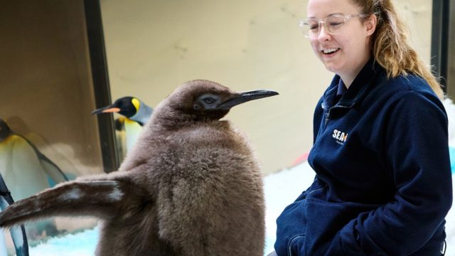 Meet Pesto, the Biggest Baby Penguin This Aquarium Has Ever Seen