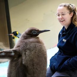 Meet Pesto, the Biggest Baby Penguin This Aquarium Has Ever Seen