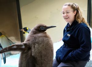 Meet Pesto, the Biggest Baby Penguin This Aquarium Has Ever Seen