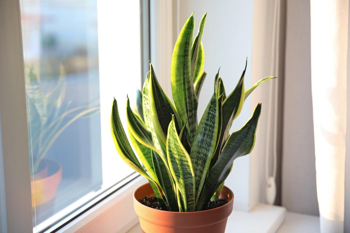A snake plant in a pot on a window sill