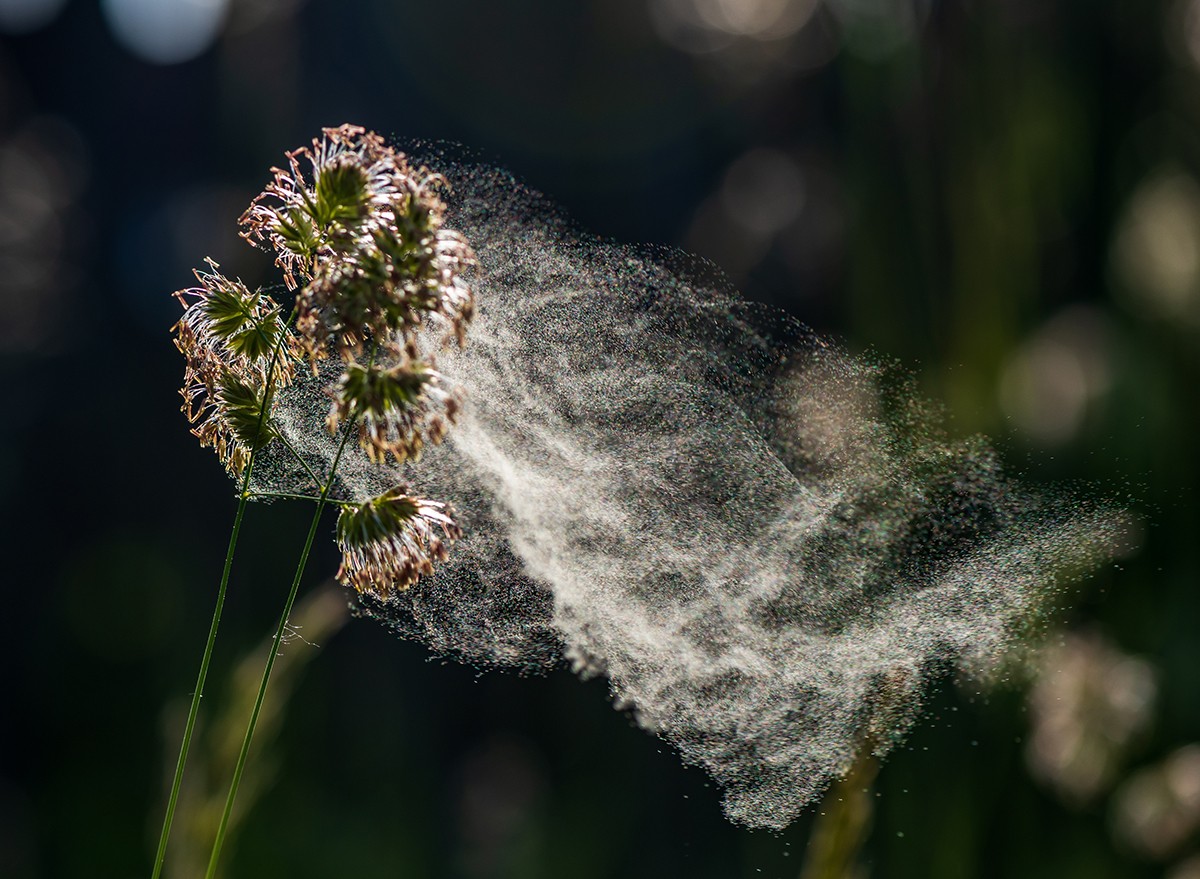 Pollen in the air