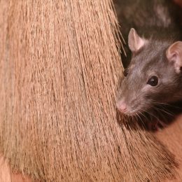 These 2 Common Household Items Will Keep Your Home Bug- and Mouse-Free All Winter