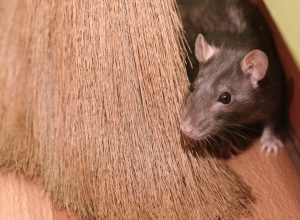 These 2 Common Household Items Will Keep Your Home Bug- and Mouse-Free All Winter