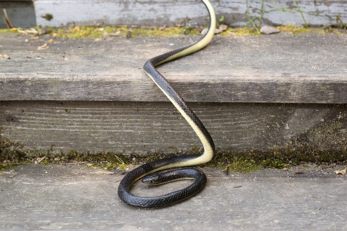 Cooler Temps Mean Snakes Want to Come Inside—How to Protect Your Home