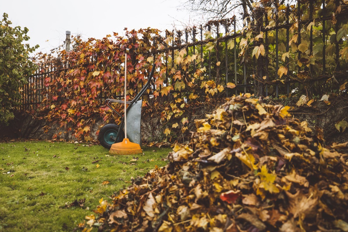 A wheelbarrow with a rake and a pile of autumn leaves in the garden.