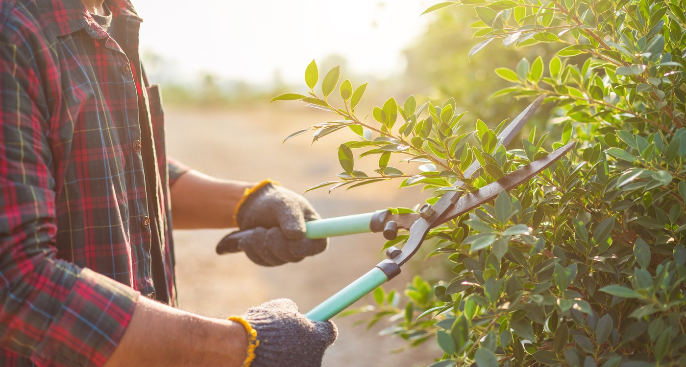 A close up of a person pruning shrubs