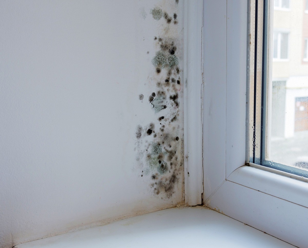 Mold next to window