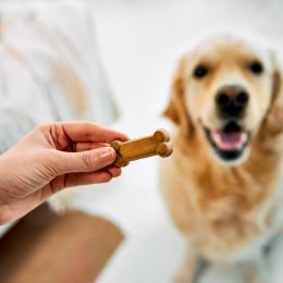 2 Brands of Dog Treats Recalled Over Serious Health Risks