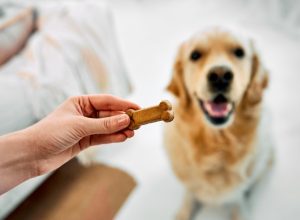 2 Brands of Dog Treats Recalled Over Serious Health Risks