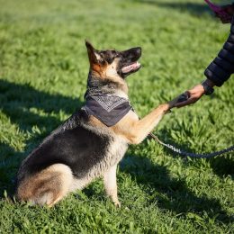 Dog Trainer Reveals 3 Breeds He Doesn't Like Working With