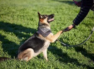Dog Trainer Reveals 3 Breeds He Doesn't Like Working With