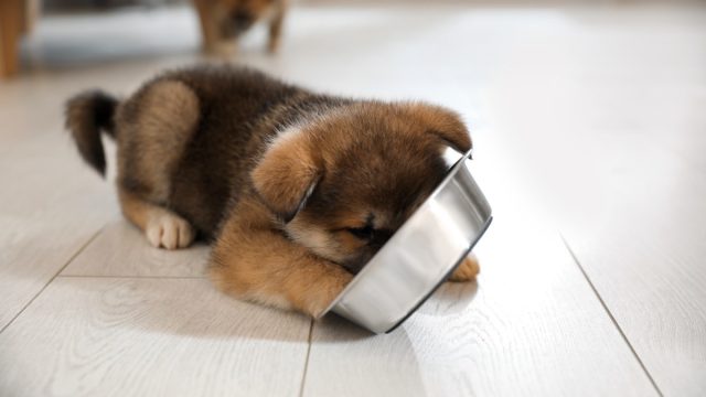 9,600 Pounds of Dog Food Recalled Over Serious Health Risks