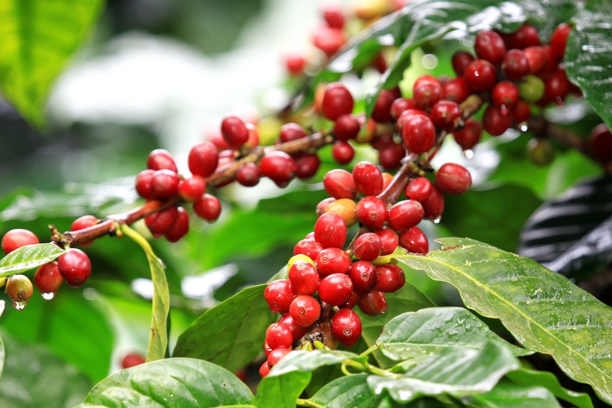 red coffee berries growing on a tree
