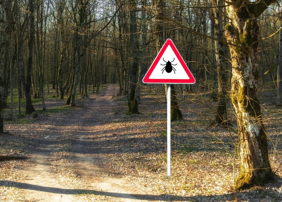 Lyme Disease Cases Are Rising in the U.S.—Why You Still Need to Worry About Ticks in the Winter