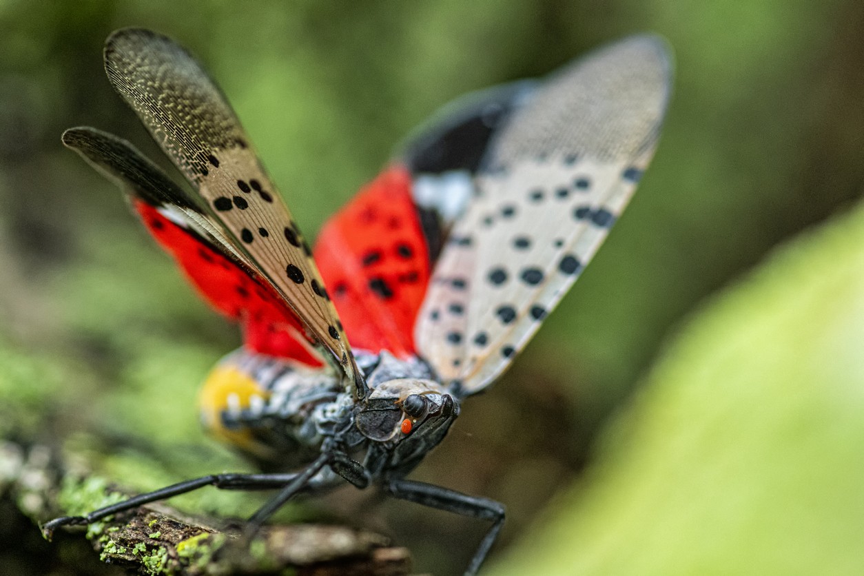 Spotted Lanternflies Are Here to Stay, Researchers Say—Here's What to Expect in 2025