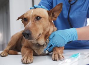 Common Dog Pain Drug Can Cause Serious Side Effects, Including Death, FDA Warns