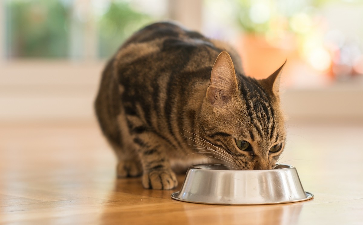 Cat Food Sold Nationwide Recalled After Testing Positive for Bird Flu