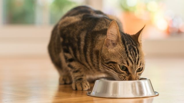 Cat Food Sold Nationwide Recalled After Testing Positive for Bird Flu