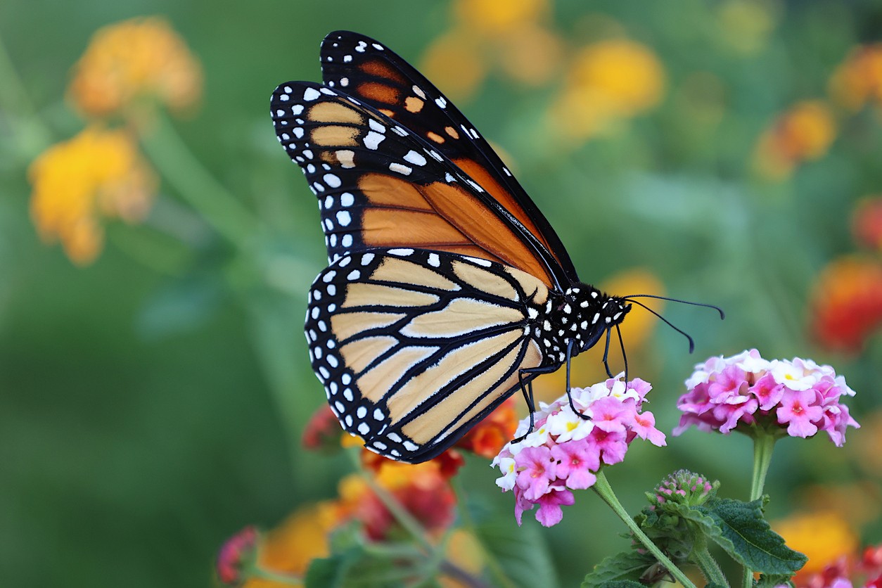 Monarch Butterflies Could Disappear for Good in the U.S., Experts Warn