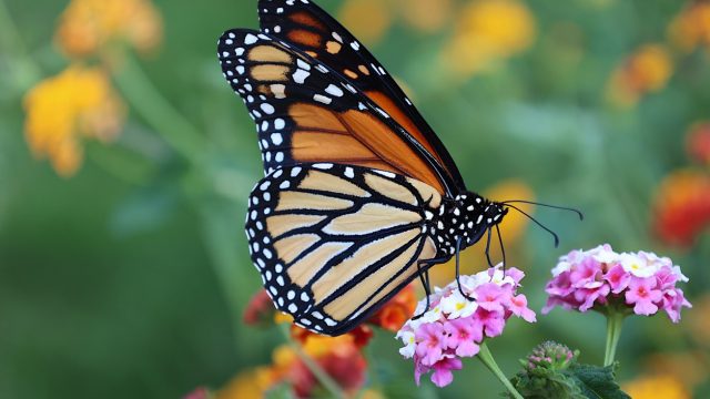 Monarch Butterflies Could Disappear for Good in the U.S., Experts Warn