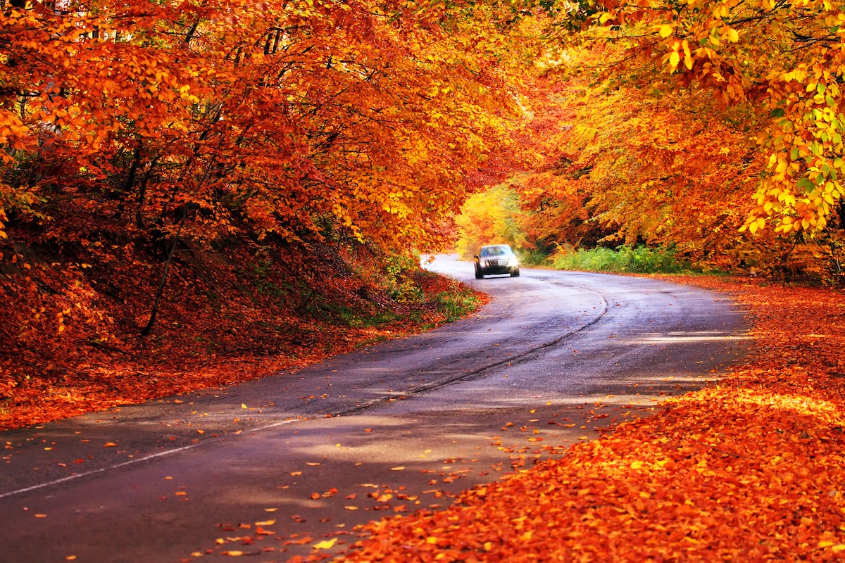 Car driving on a road surrounded by fall foliage