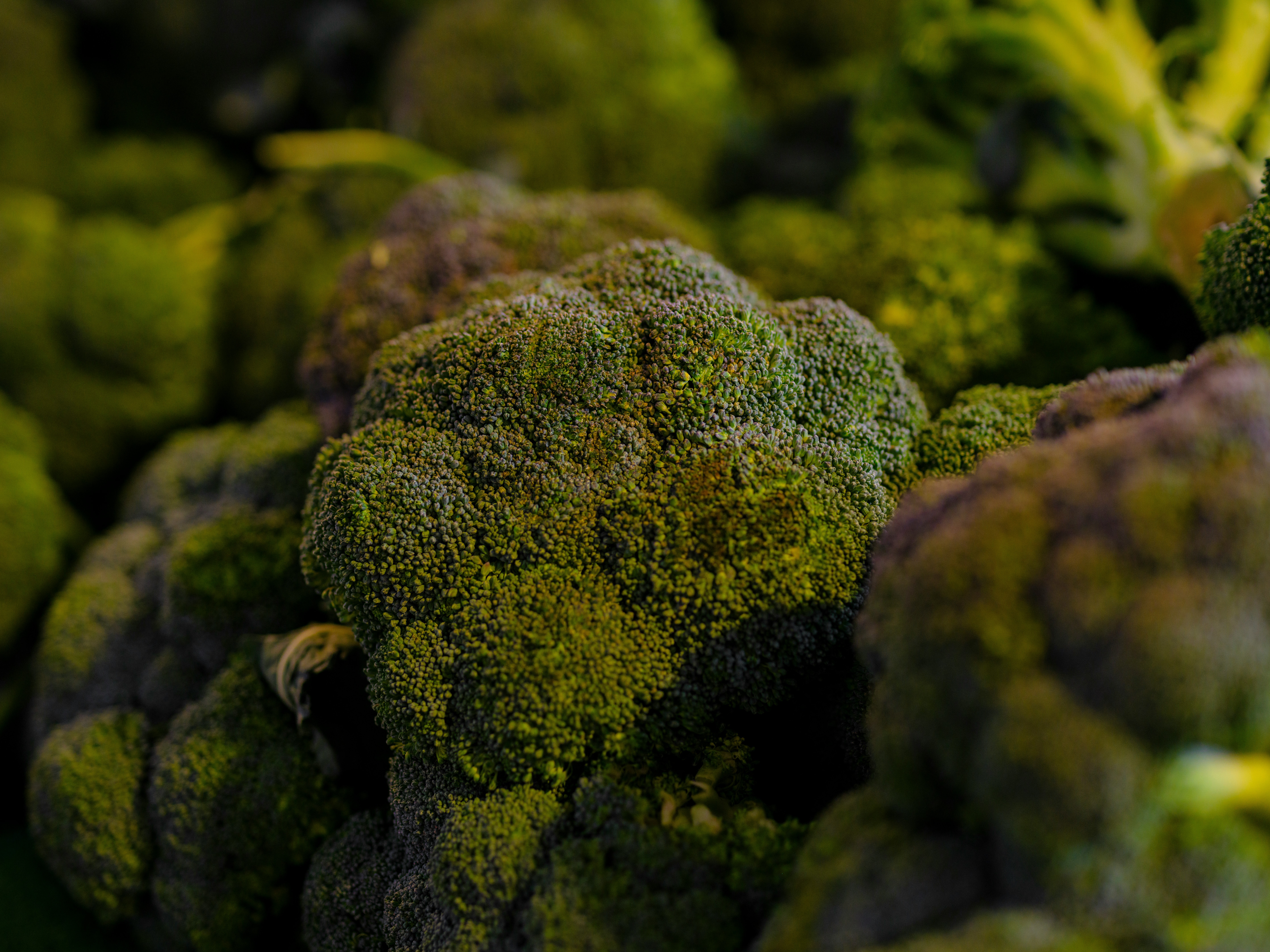 Broccoli Sold at Walmart Recalled Across 20 States Over Listeria Concerns